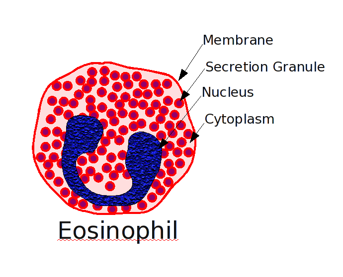 EOSINOPHILS.